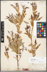 Foto von Salix acmophylla Boiss.